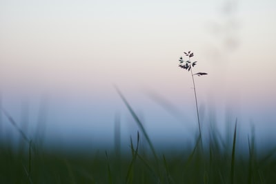 白天青草上黑白蜻蜓